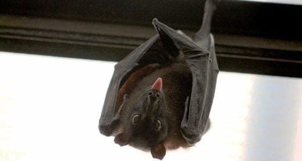‘There’s a bat in the house!’