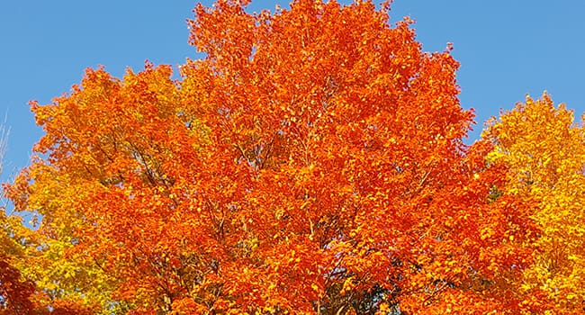 How trees produce spectacular autumn colours
