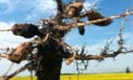 Clubroot New canola-killing clubroot strains found in Western Canada