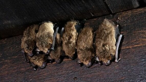 bats ‘Germ hunters’ discover rare lung disease in rural Alberta