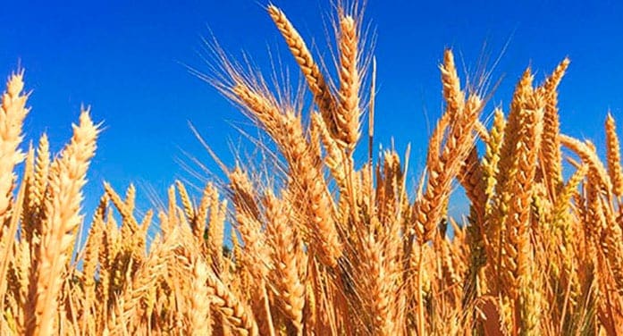 $2M boost for the development of new varieties of wheat