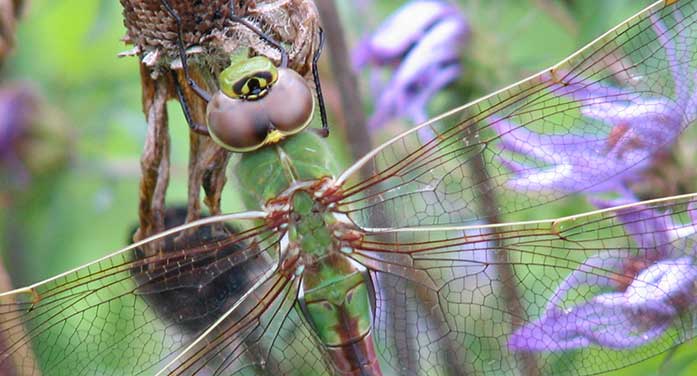Common Green Darner dragonfly bugs insects When it gets cold, where do all the bugs go?