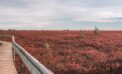 Miscou Island Acadian Peninsula New Brunswick Atlantic Canada flowers New Brunswick’s Acadia region a hidden gem