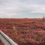 Miscou Island Acadian Peninsula New Brunswick Atlantic Canada flowers