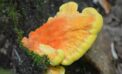mushroom Fungi fundamentals: the truth about mushrooms