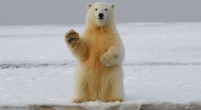 Arctic polar bear