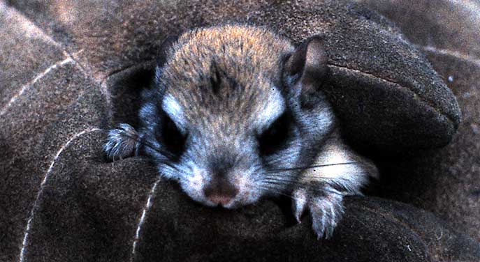 Can flying squirrels really fly?